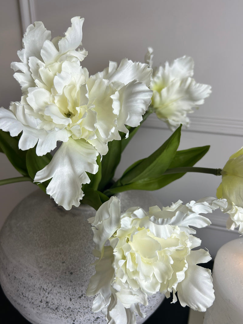 White parrot tulip