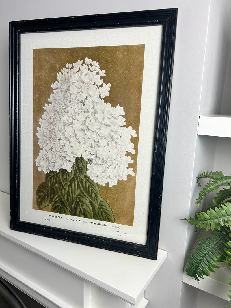 Black framed floral prints 4 styles