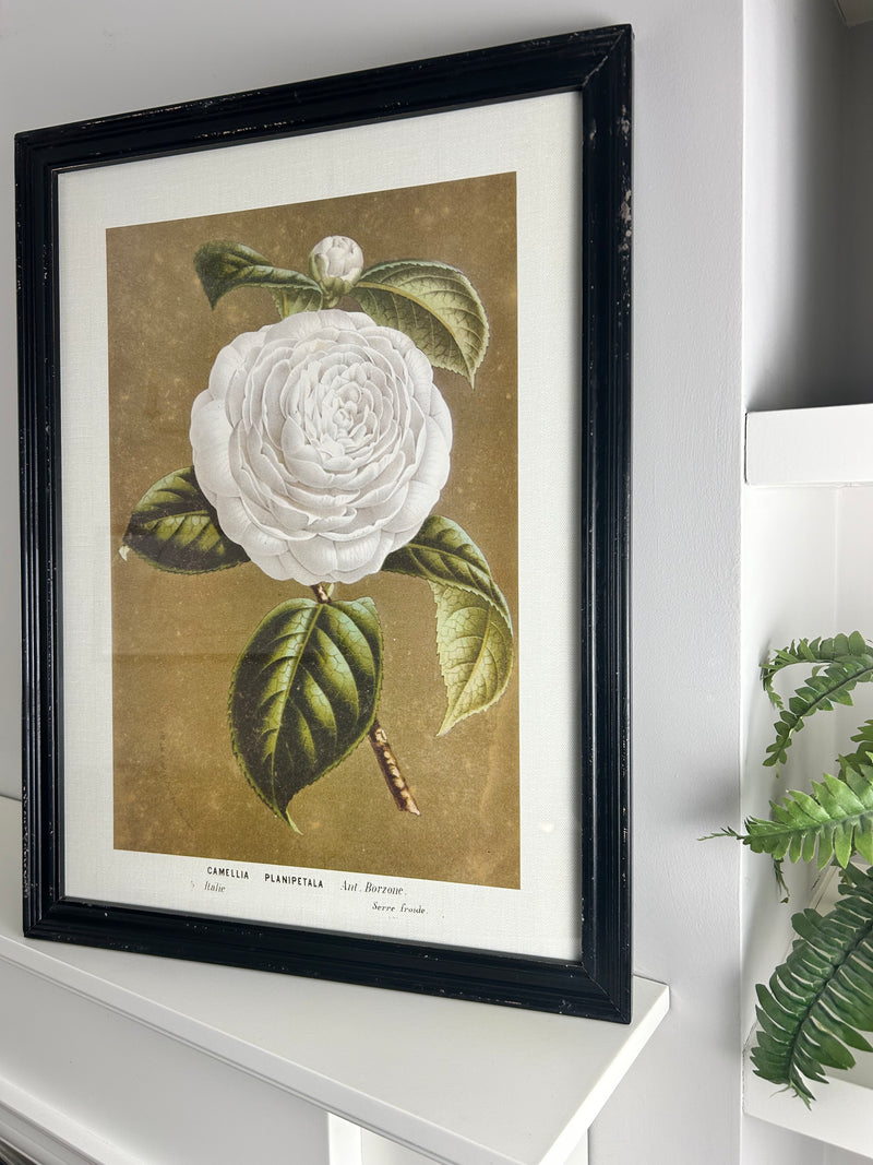 Black framed floral prints 4 styles