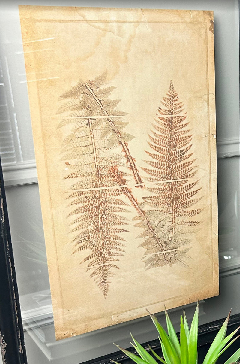 Black Framed Glazed Fern Prints 4 styles