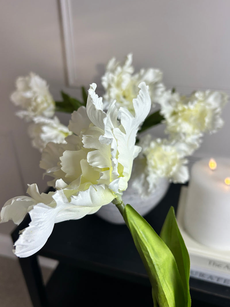 White parrot tulip