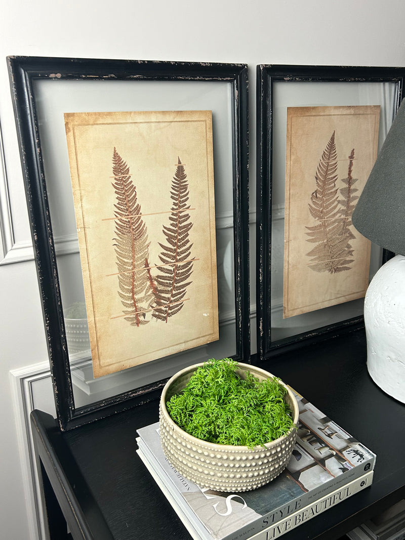 Black Framed Glazed Fern Prints 4 styles