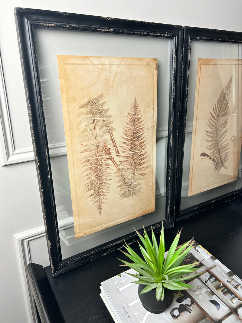 Black Framed Glazed Fern Prints 4 styles