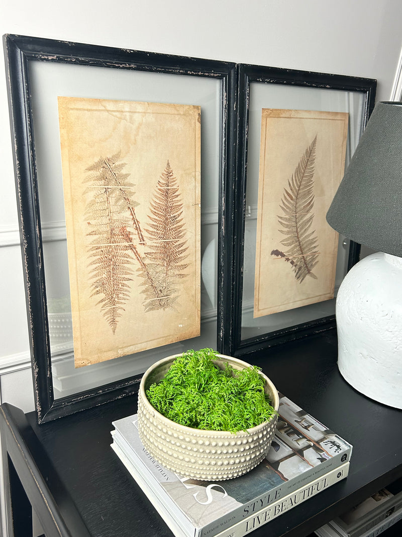 Black Framed Glazed Fern Prints 4 styles