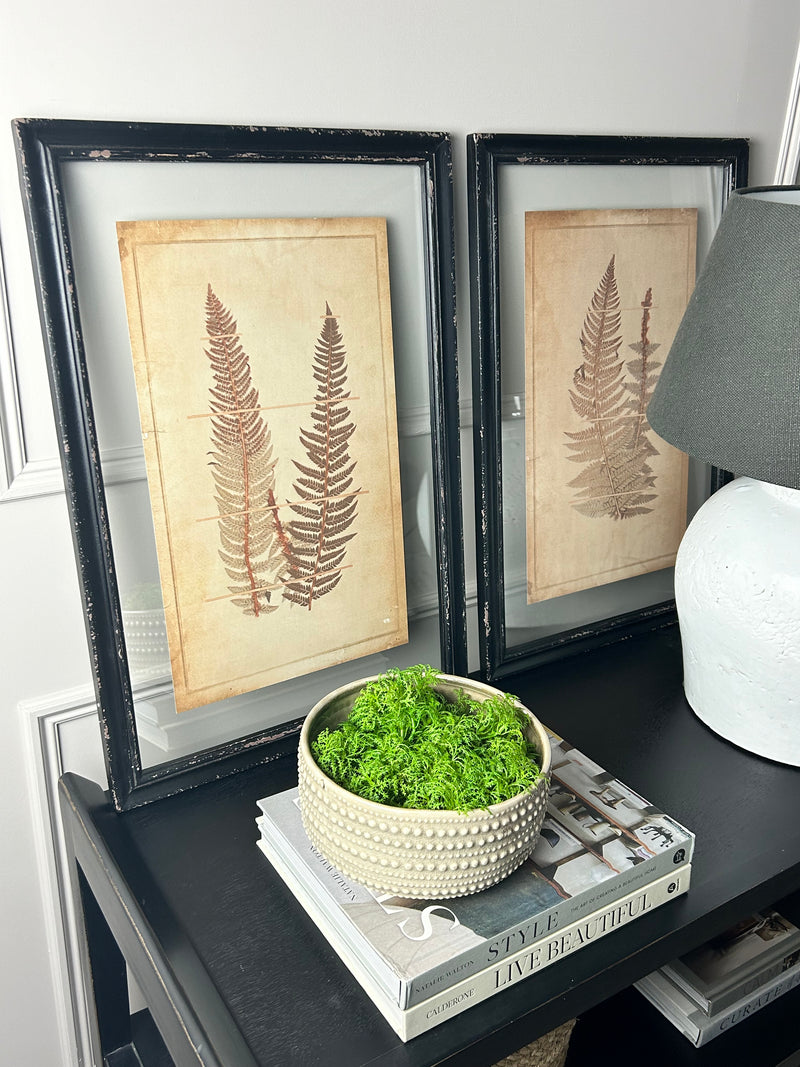 Black Framed Glazed Fern Prints 4 styles