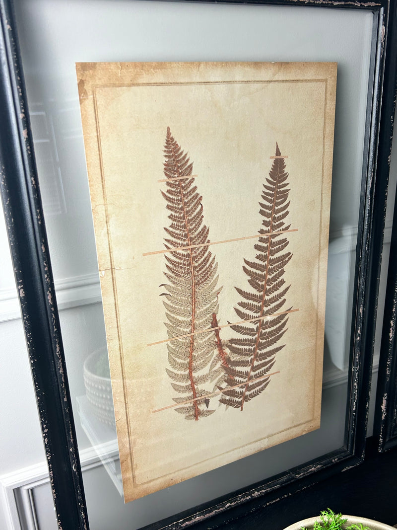 Black Framed Glazed Fern Prints 4 styles