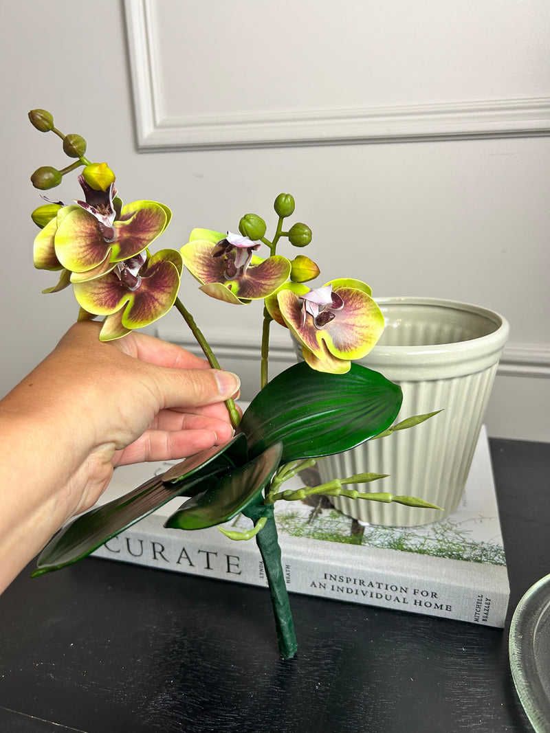 Phalaenopsis Orchid Spray plant pick Bunch 2 Colours