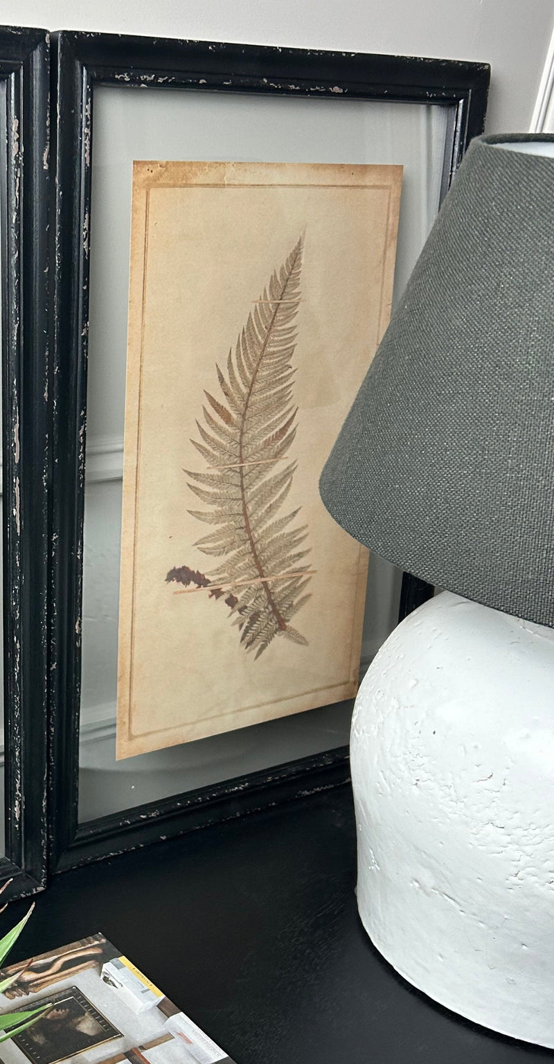 Black Framed Glazed Fern Prints 4 styles