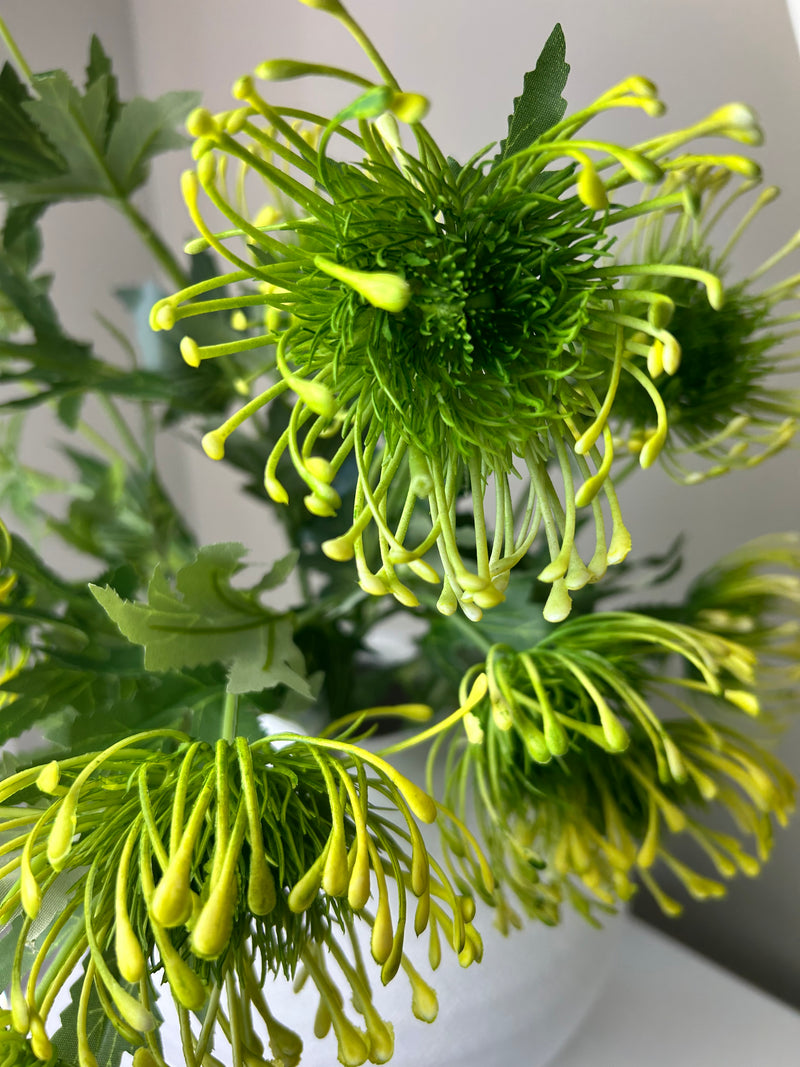 Green protea spray stem 65cm