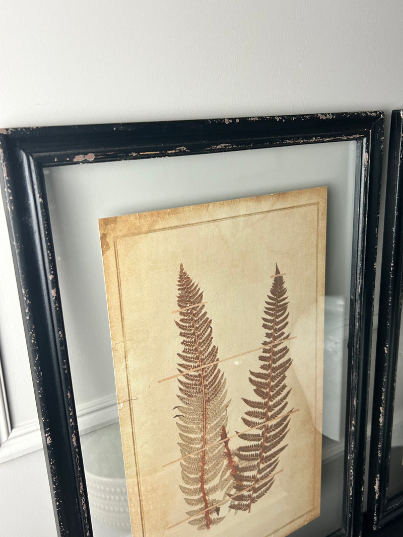 Black Framed Glazed Fern Prints 4 styles