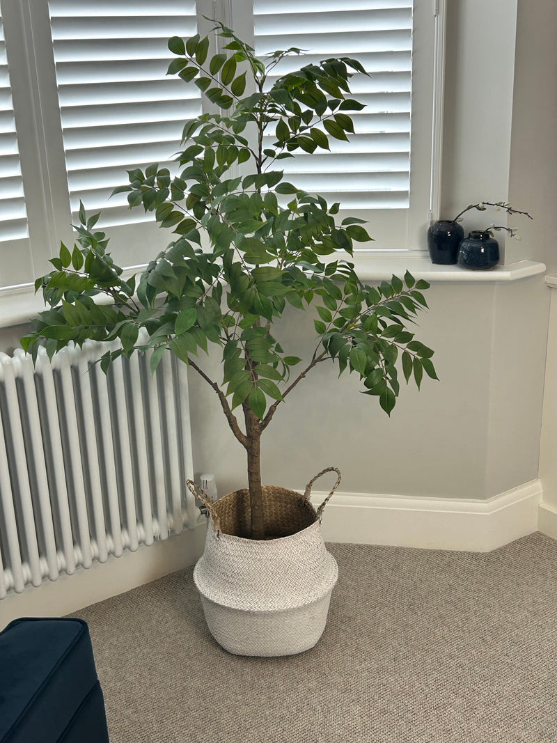 ‘Tree of Heaven’ Potted Tall Plant 120cm and 150cm