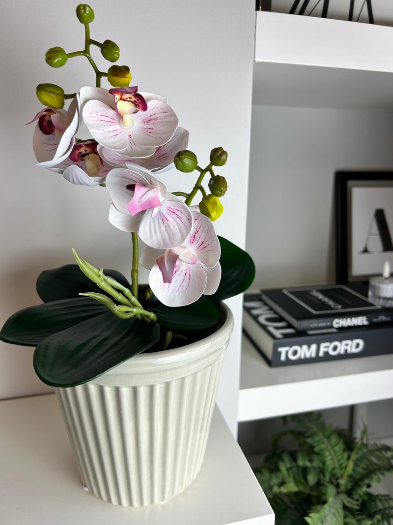 Phalaenopsis Orchid Spray plant pick Bunch 2 Colours