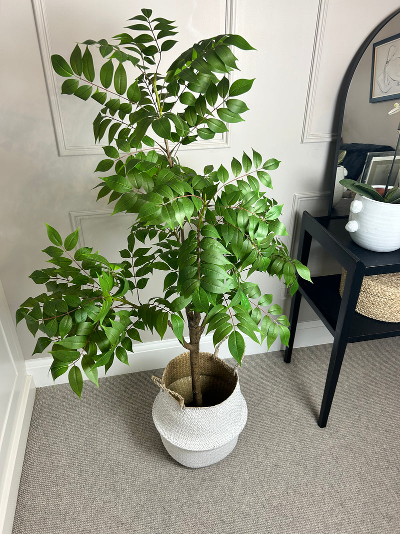 ‘Tree of Heaven’ Potted Tall Plant 120cm and 150cm