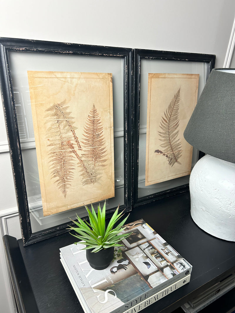 Black Framed Glazed Fern Prints 4 styles