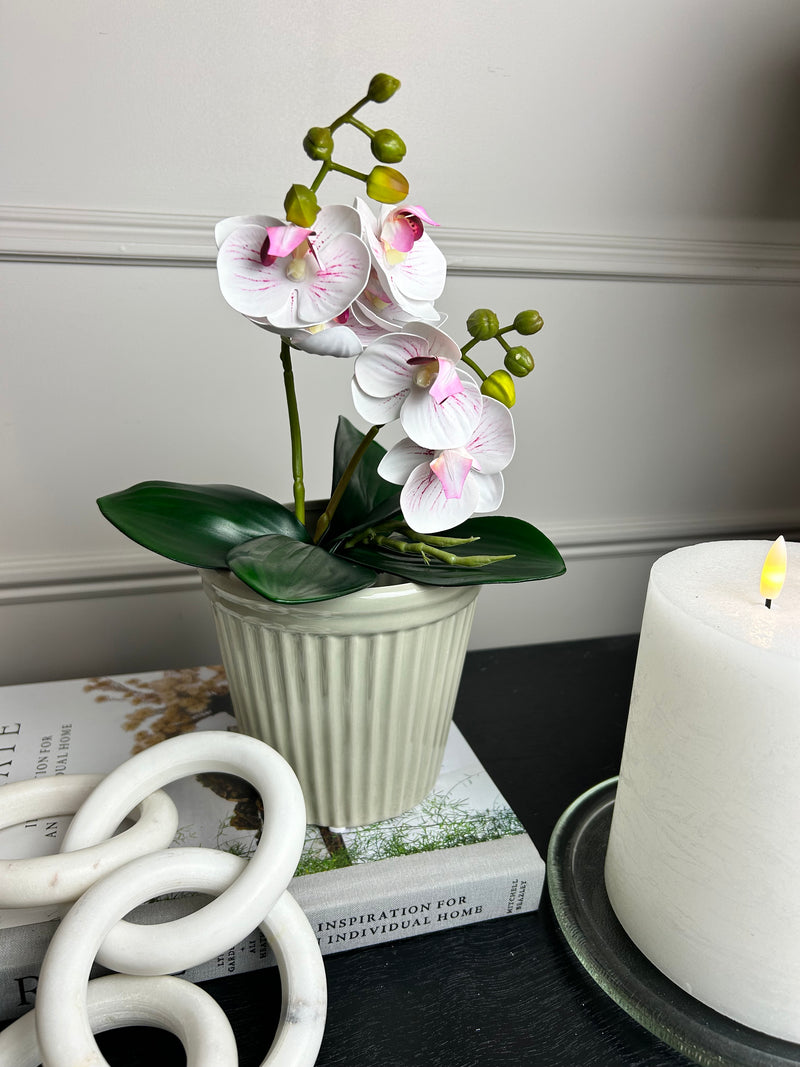 Phalaenopsis Orchid Spray plant pick Bunch 2 Colours