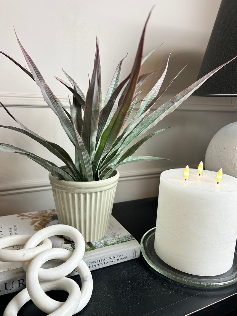 Large Spikey Grass aloe Bunch natural green pick plant