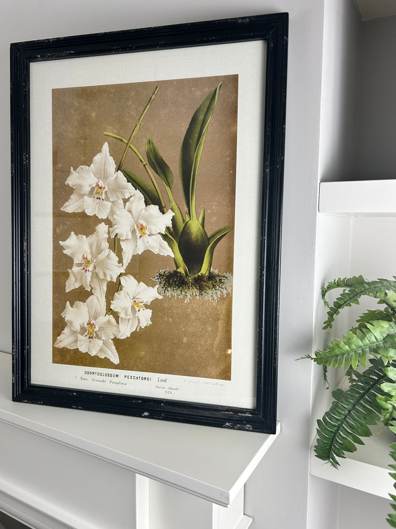 Black framed floral prints 4 styles