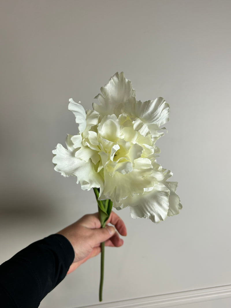 White parrot tulip