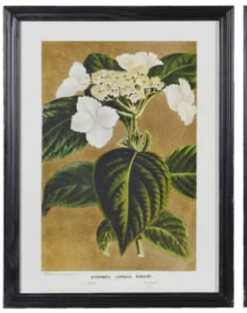 Black framed floral prints 4 styles