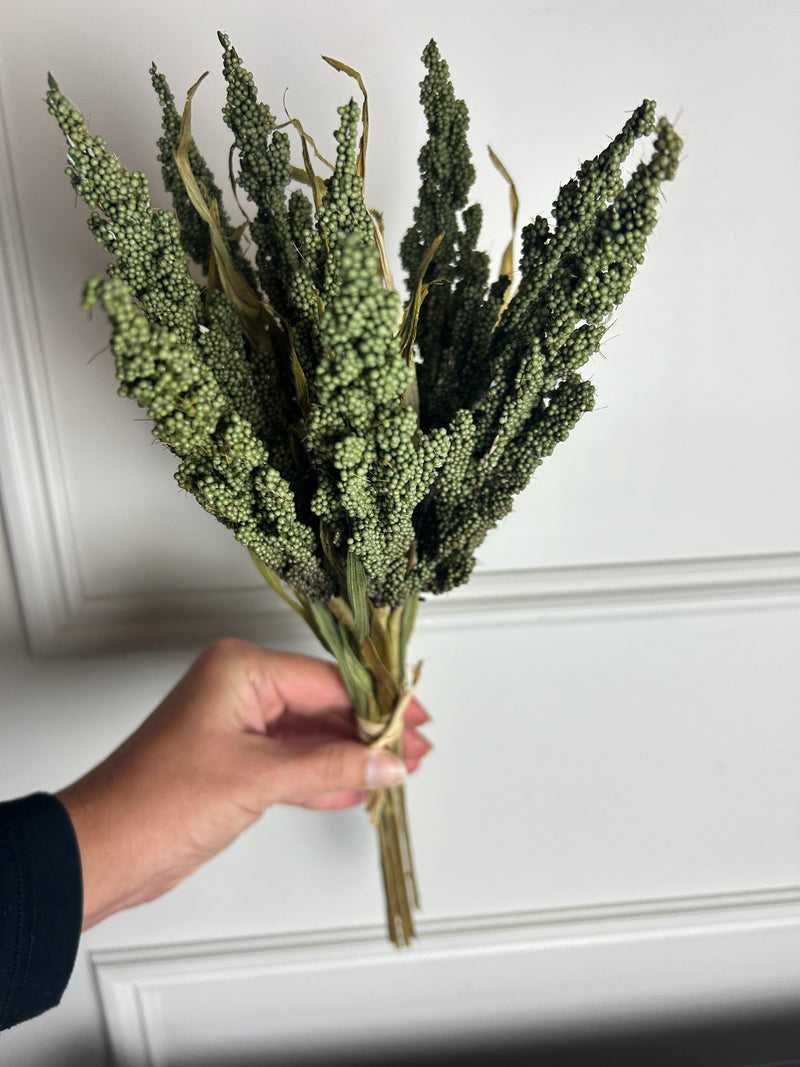 Dried Reed Wheat Green Tied Bunch 40cm