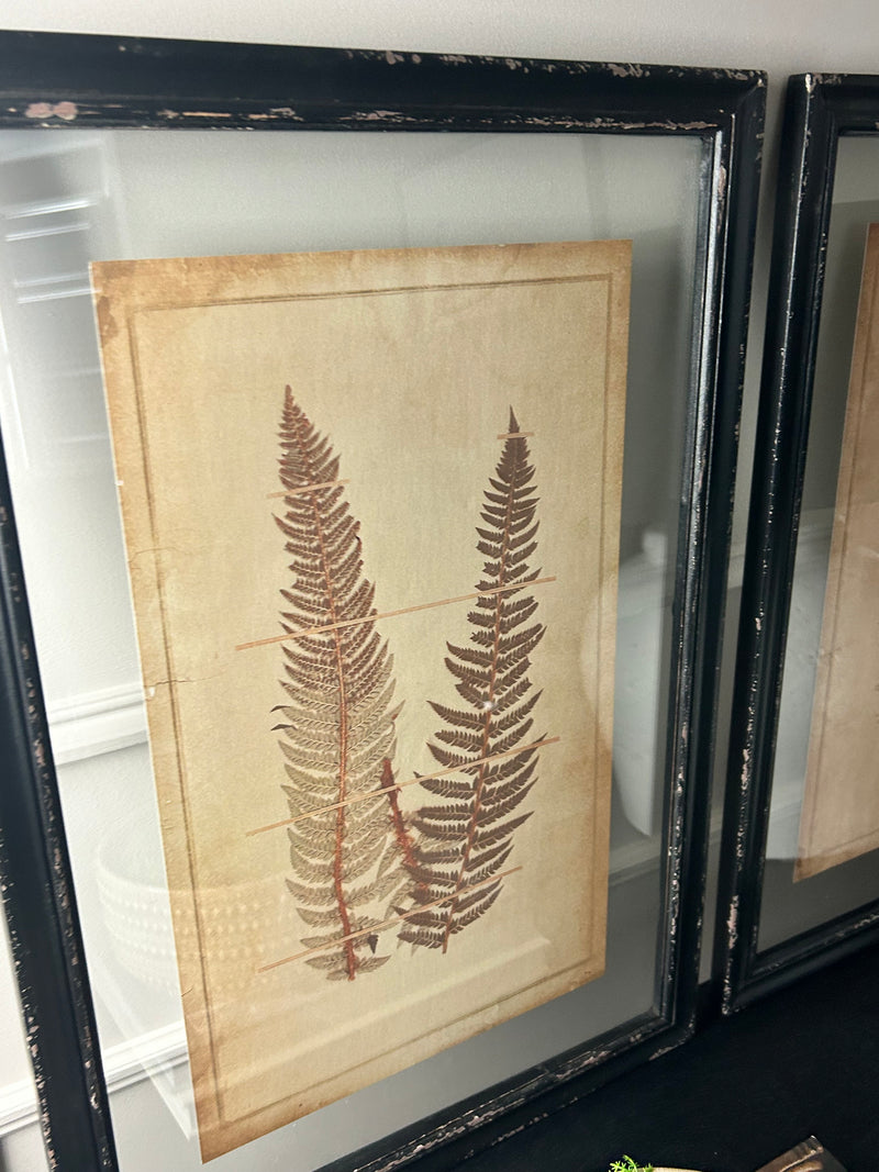 Black Framed Glazed Fern Prints 4 styles