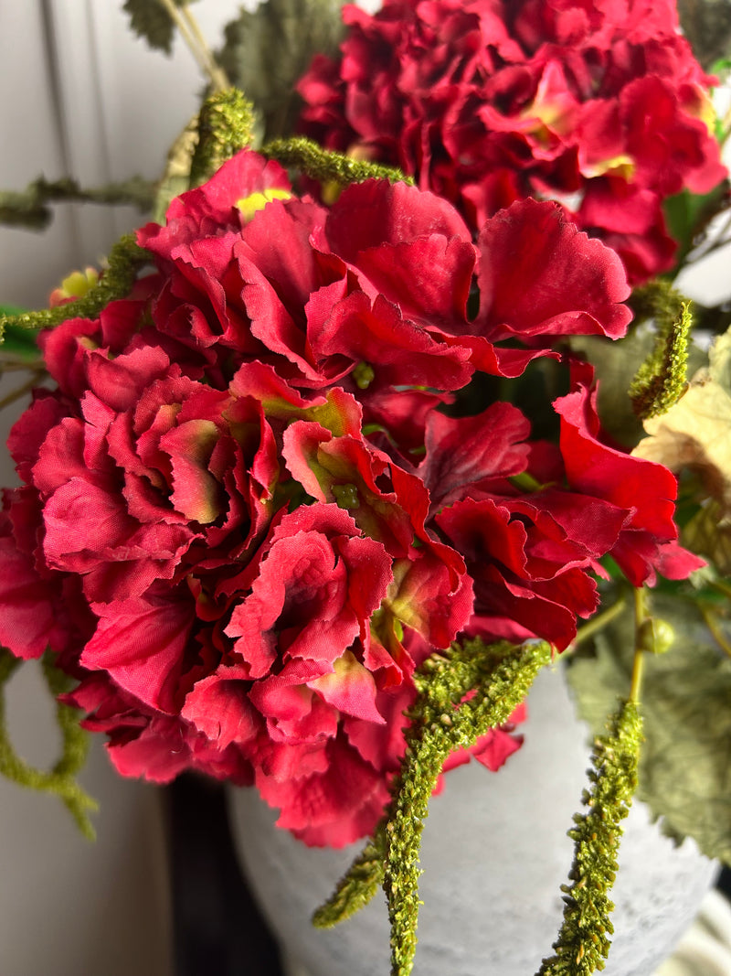 Red French hydrangea