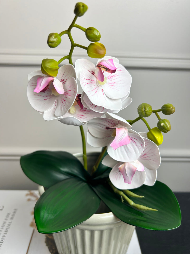 Phalaenopsis Orchid Spray plant pick Bunch 2 Colours