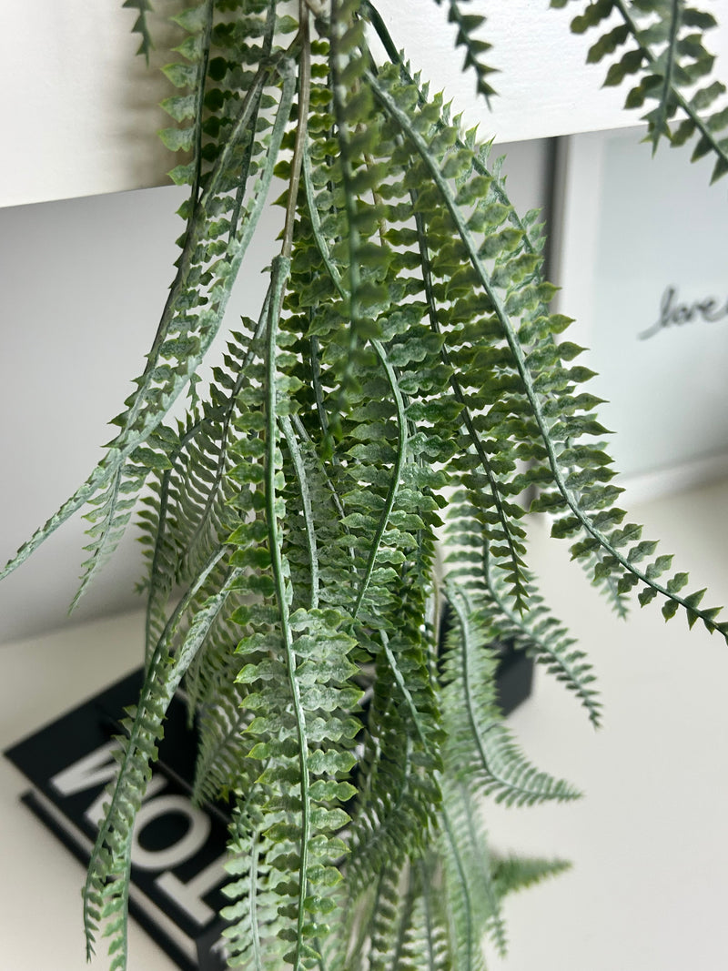 Trailing blechnum fern pick bunch plant