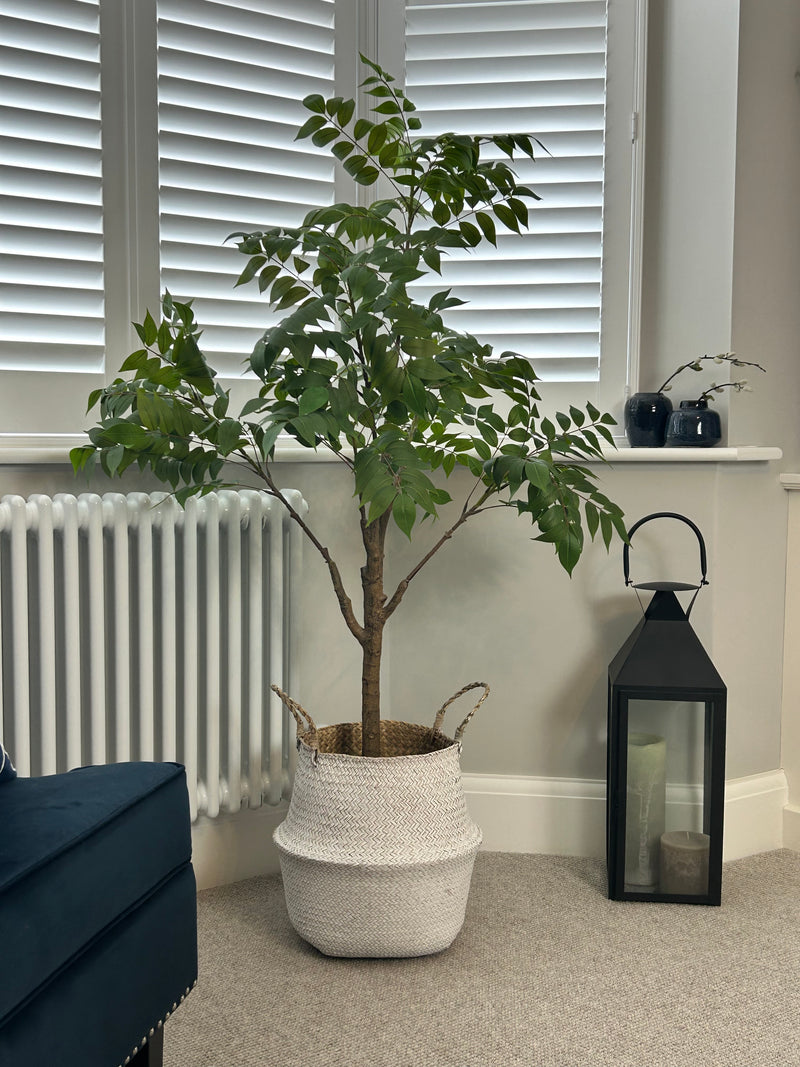 ‘Tree of Heaven’ Potted Tall Plant 120cm and 150cm