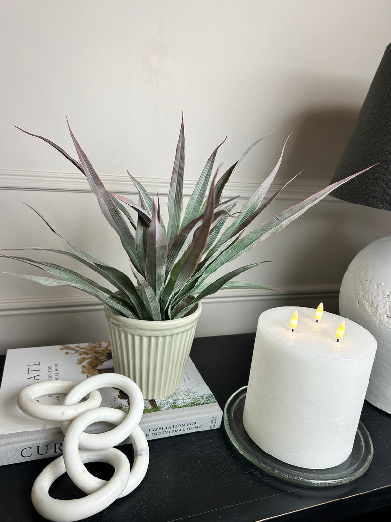 Large Spikey Grass aloe Bunch natural green pick plant