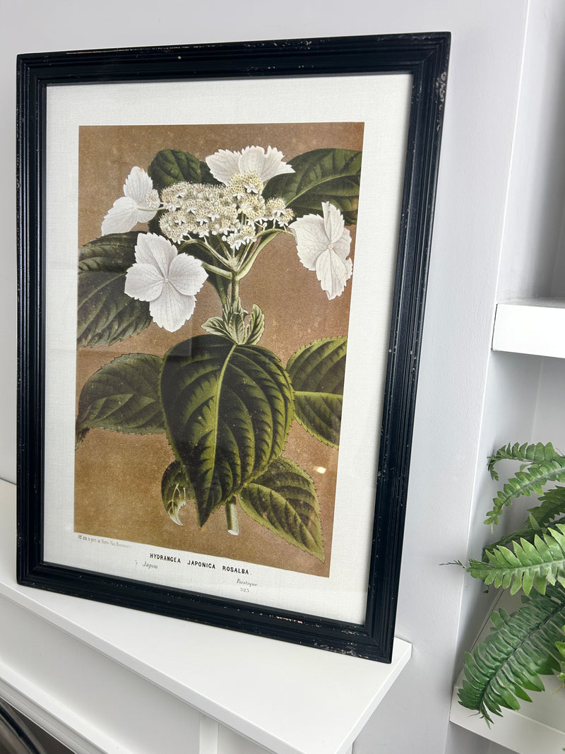 Black framed floral prints 4 styles