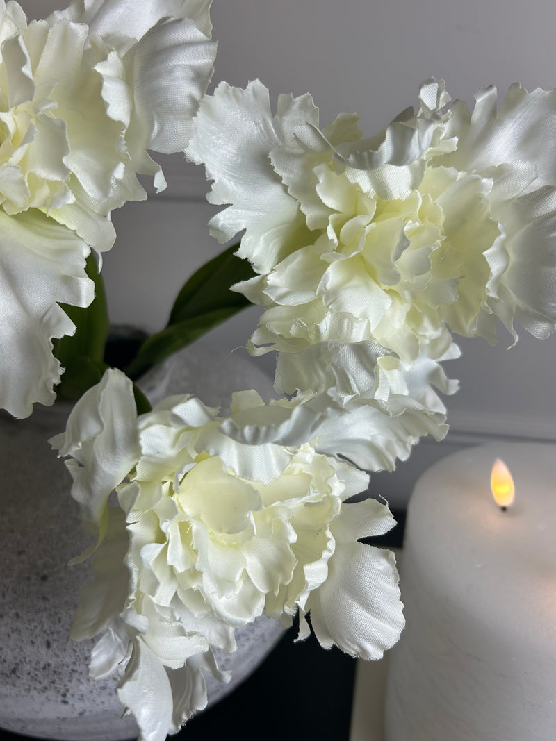 White parrot tulip