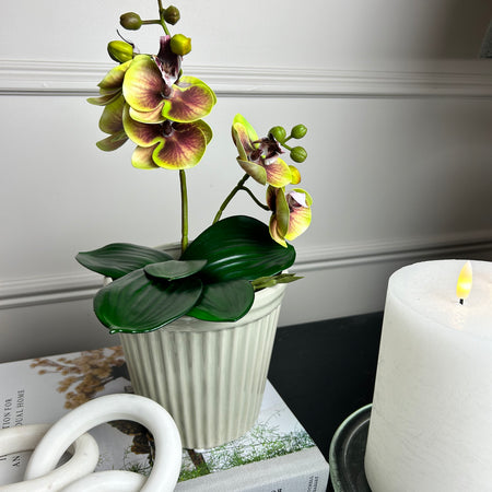 Phalaenopsis Orchid Spray plant pick Bunch 2 Colours