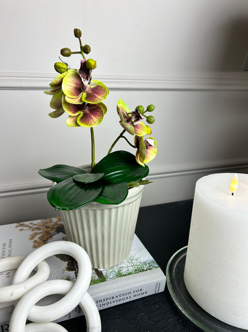 Phalaenopsis Orchid Spray plant pick Bunch 2 Colours