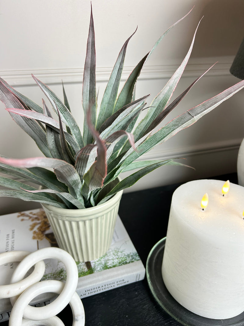 Large Spikey Grass aloe Bunch natural green pick plant