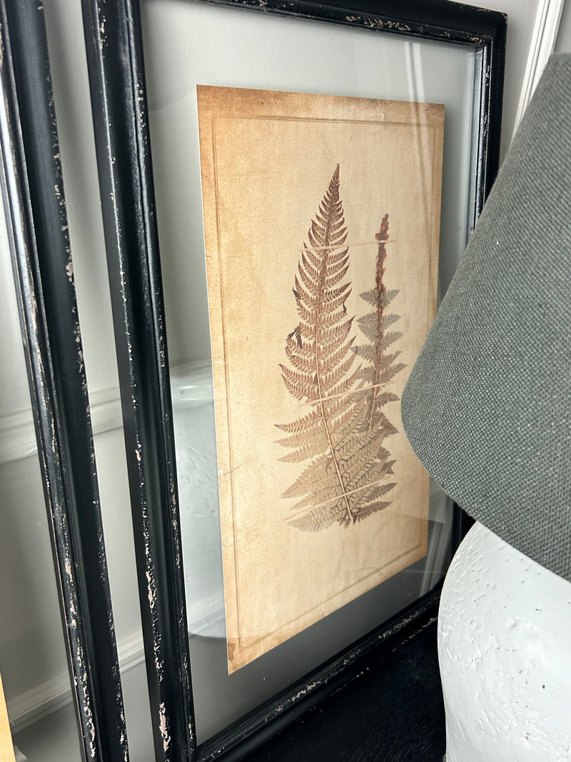 Black Framed Glazed Fern Prints 4 styles