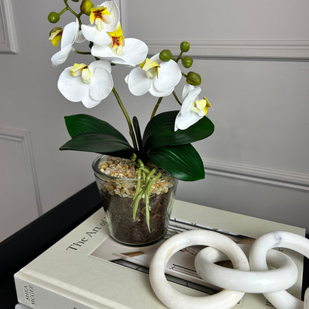White glass Potted Orchid