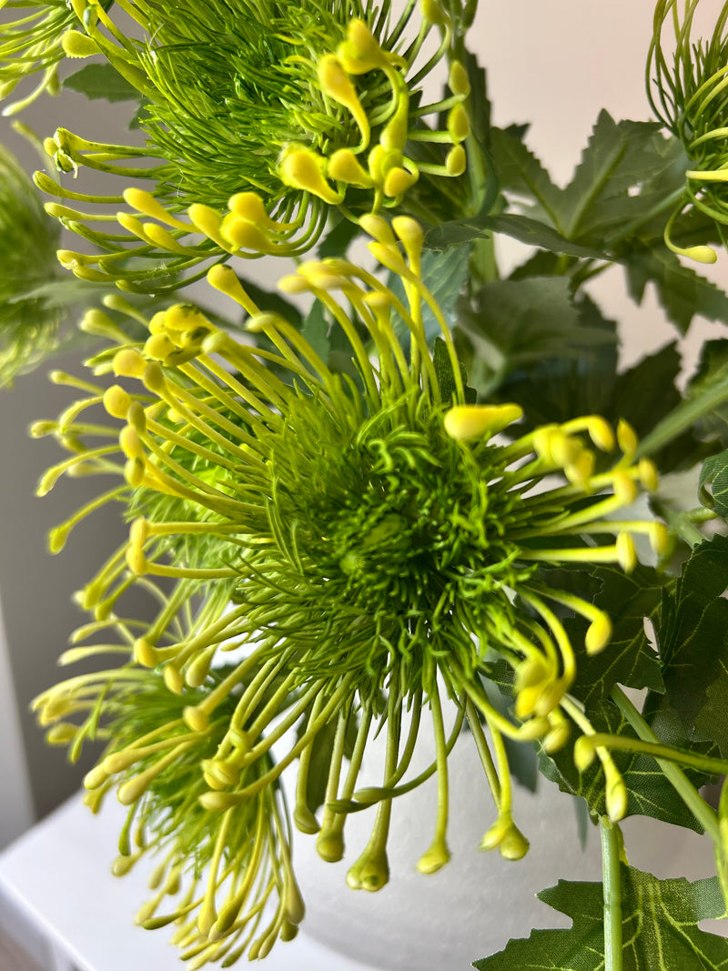 Green protea spray stem 65cm