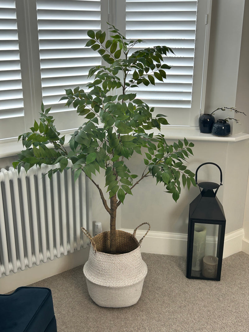 ‘Tree of Heaven’ Potted Tall Plant 120cm and 150cm