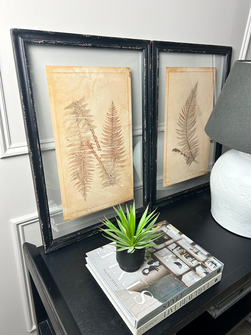 Black Framed Glazed Fern Prints 4 styles