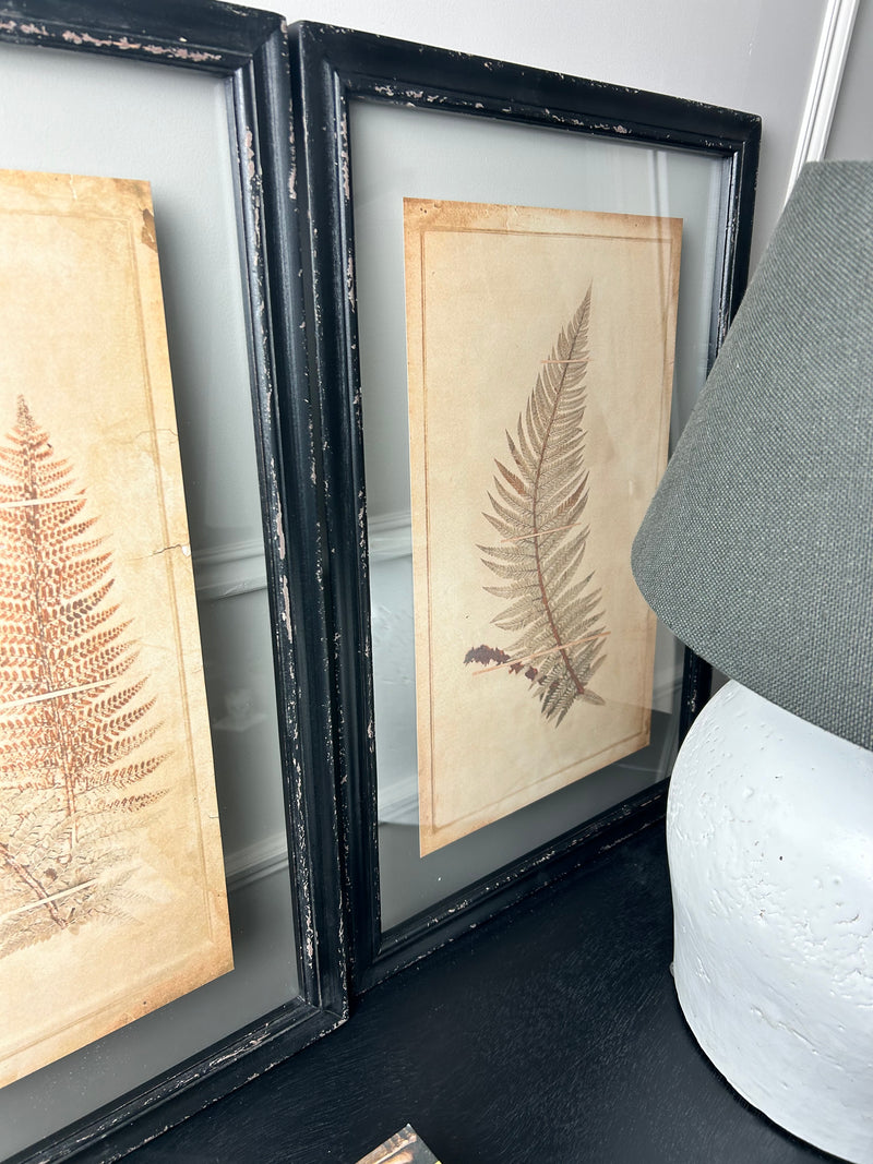 Black Framed Glazed Fern Prints 4 styles