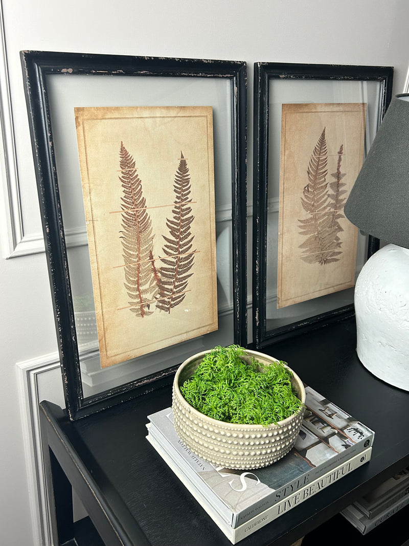 Black Framed Glazed Fern Prints 4 styles