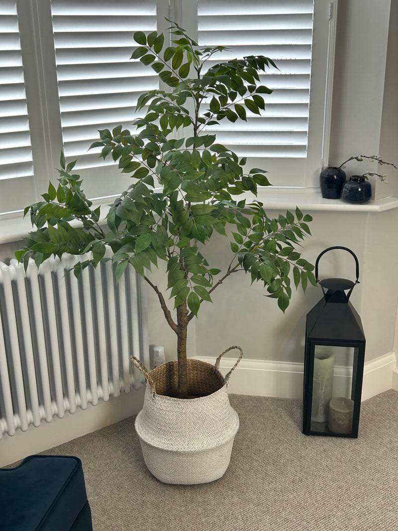 ‘Tree of Heaven’ Potted Tall Plant 120cm and 150cm