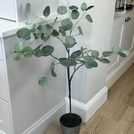 Eucalyptus tree dollar leaf in zinc planter