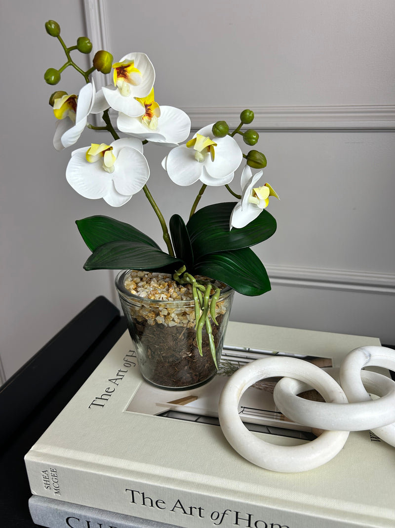 White glass Potted Orchid