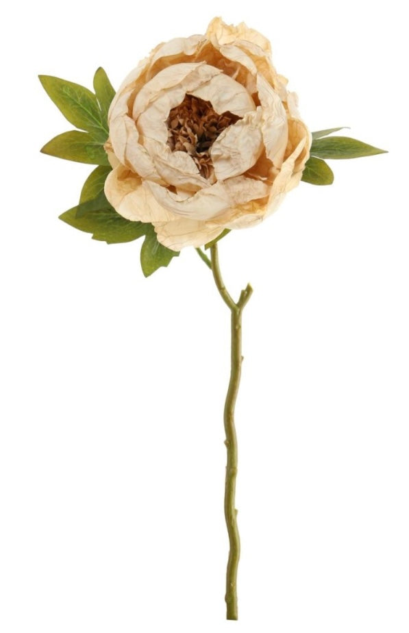 Oyster Dried Touch closed Peony