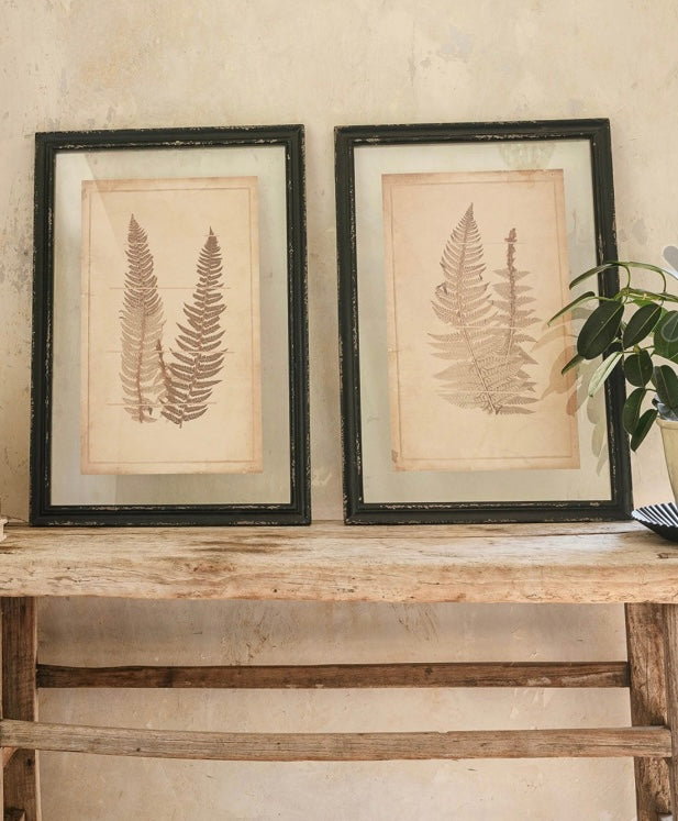 Black Framed Glazed Fern Prints 4 styles