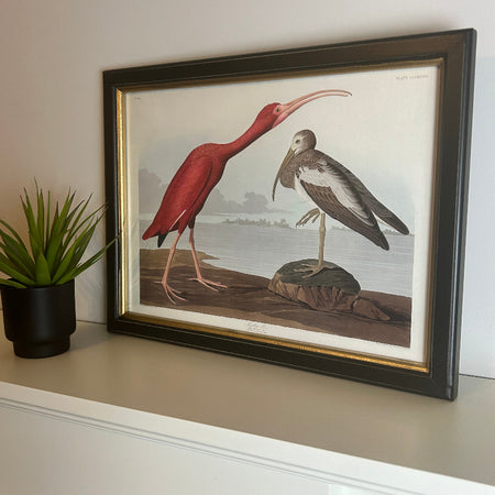 Store Seconds Scarlet Ibis Bird Print In Gold Black frame