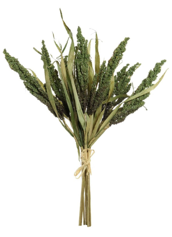 Dried Reed Wheat Green Tied Bunch 40cm