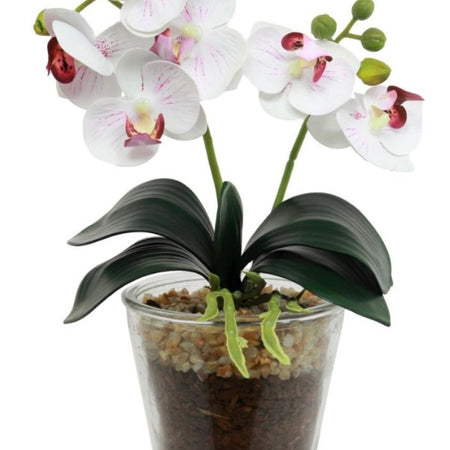 White & Pink glass Potted Orchid